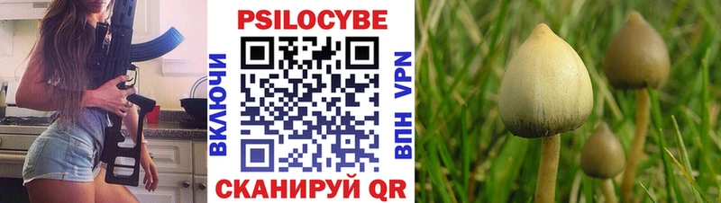 цена   Буй  Галлюциногенные грибы Psilocybine cubensis 